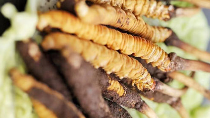 正宗<a href=http://m.ddhuz.com/jiage/ target=_blank class=infotextkey>冬蟲夏草多少錢</a>一克？深度價(jià)格解析