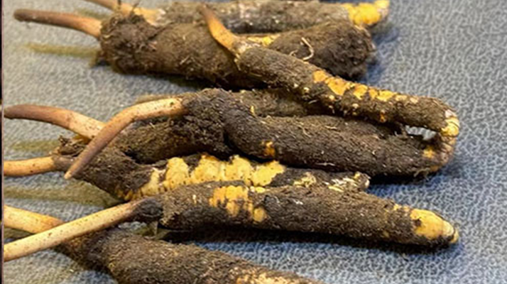 新鮮<a href=http://m.ddhuz.com/jiage/ target=_blank class=infotextkey>冬蟲夏草價(jià)格</a>