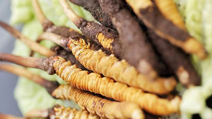 冰凍新鮮冬蟲夏草能吃嗎？