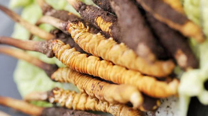 寶寶可以吃新鮮冬蟲夏草嗎？