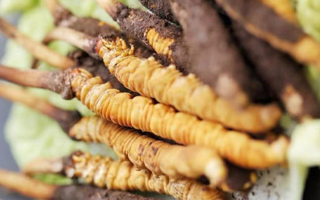 寶寶可以吃新鮮冬蟲夏草嗎？