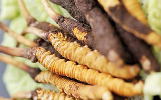 冰凍新鮮冬蟲夏草能吃嗎？