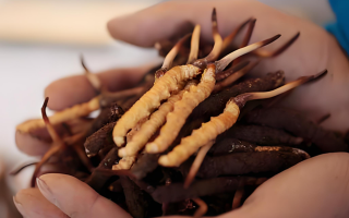 冬蟲(chóng)夏草干鮮草的多樣吃法，解鎖滋補(bǔ)新方式? ? ? ?