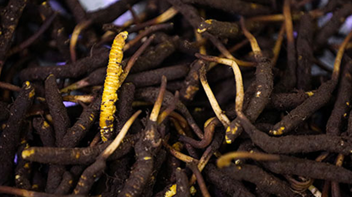 吃新鮮冬蟲夏草會(huì)過(guò)敏嗎？一文為你揭秘