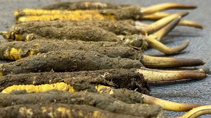 正宗<a href=http://m.ddhuz.com/xinxian/ target=_blank class=infotextkey>新<a href=http://m.ddhuz.com/xinxian/ target=_blank class=infotextkey>鮮冬蟲(chóng)夏草</a></a>的科學(xué)吃法指南