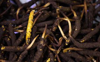 吃新鮮冬蟲夏草會(huì)過(guò)敏嗎？一文為你揭秘