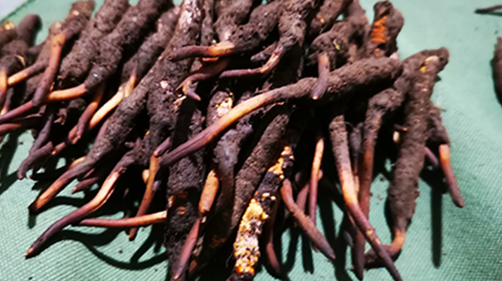 新鮮冬蟲夏草哪里買？全渠道選購指南