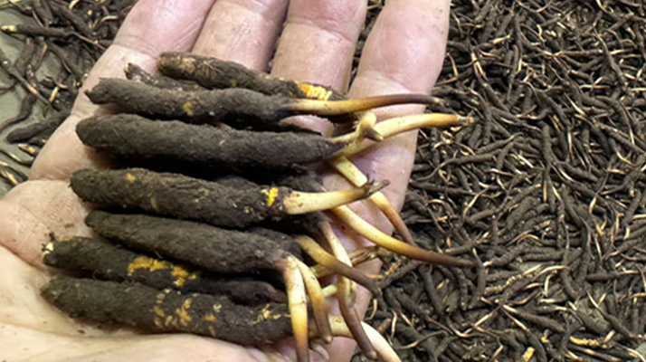 冬蟲夏草燉湯真能提鮮？揭開滋補(bǔ)食材的味覺密碼