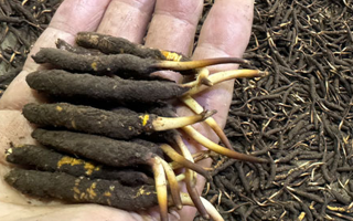 冬蟲夏草燉湯真能提鮮？揭開滋補(bǔ)食材的味覺密碼