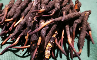 新鮮冬蟲夏草哪里買？全渠道選購指南