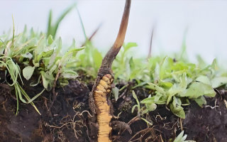 冬蟲夏草鮮草一天吃幾個(gè)？科學(xué)食用指南來了