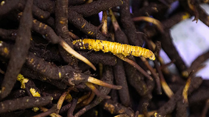 冬蟲夏草干品與鮮品價(jià)格解析:差異背后的市場(chǎng)密碼