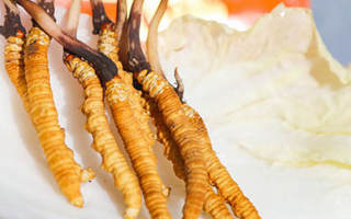 冬蟲夏草鮮草一般哪里有？多渠道獲取指南