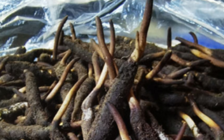 新鮮冬蟲夏草能放多久吃？一文掌握儲(chǔ)存與食用期限