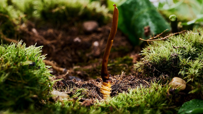 探秘那曲純野生<a href=http://m.ddhuz.com/xinxian/ target=_blank class=infotextkey>新<a href=http://m.ddhuz.com/xinxian/ target=_blank class=infotextkey>鮮冬蟲夏草</a></a>