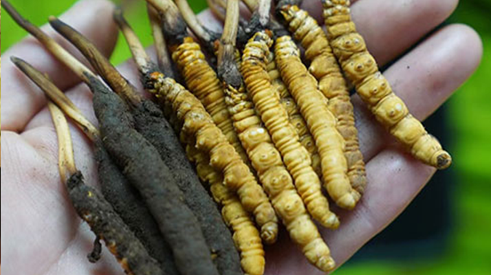 鮮冬蟲夏草如何打粉末保存？實(shí)用指南來了