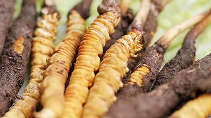 鮮冬蟲夏草能存放多久？科學(xué)保存指南來了