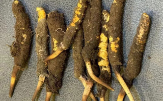 野生冬蟲(chóng)夏草一斤多少錢(qián)？多維度價(jià)格解析