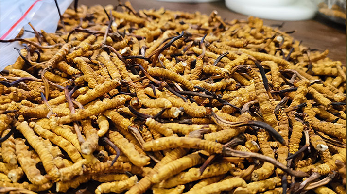 <a href=http://m.ddhuz.com/ target=_blank class=infotextkey>冬蟲夏草</a>市場價格解碼:從黃金克價到價值迷霧