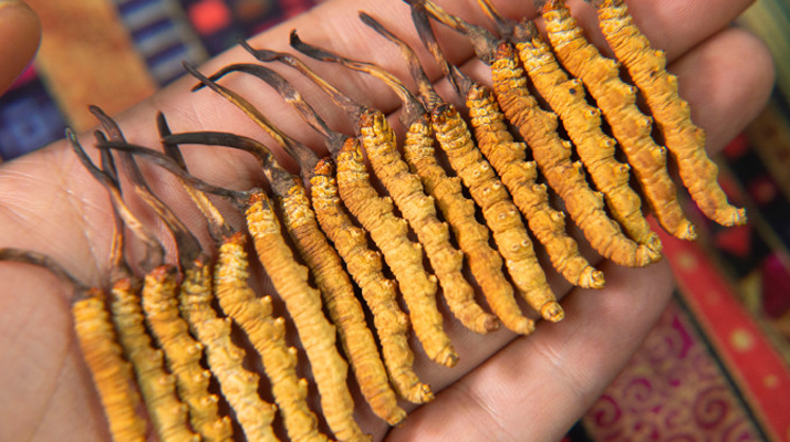 二級(jí)<a href=http://m.ddhuz.com/jiage/ target=_blank class=infotextkey>冬蟲(chóng)夏草的價(jià)格</a>一克