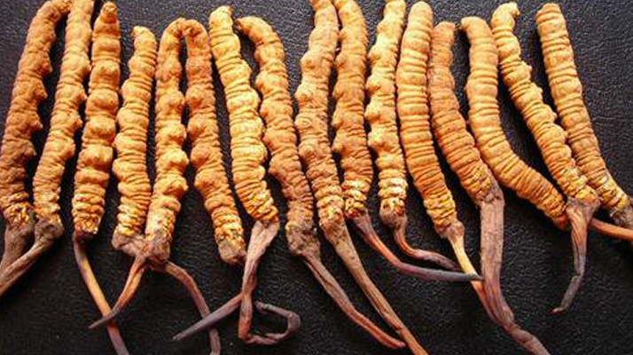 <a href=http://m.ddhuz.com/yangsheng/ target=_blank class=infotextkey>冬蟲(chóng)夏草的作用</a>與功效：傳統(tǒng)智慧與現(xiàn)代科學(xué)的雙重印證