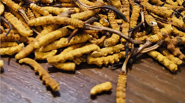 斷的冬蟲夏草有效果嗎？一文揭開真相