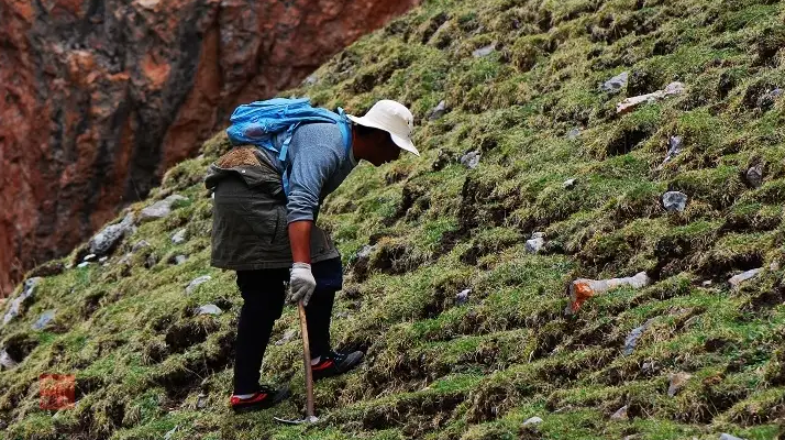 冬蟲夏草什么時(shí)候采挖？最佳采挖時(shí)節(jié)與科學(xué)依據(jù)