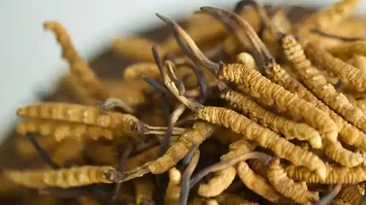 冬蟲夏草特級多少錢一克？多因素交織下的價格探秘