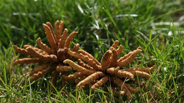 正宗冬蟲(chóng)夏草一斤多少錢(qián)？多因素交織下的價(jià)格解析