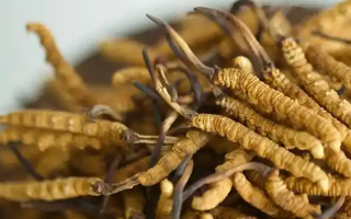 冬蟲夏草特級多少錢一克？多因素交織下的價格探秘