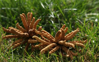 正宗冬蟲(chóng)夏草一斤多少錢(qián)？多因素交織下的價(jià)格解析