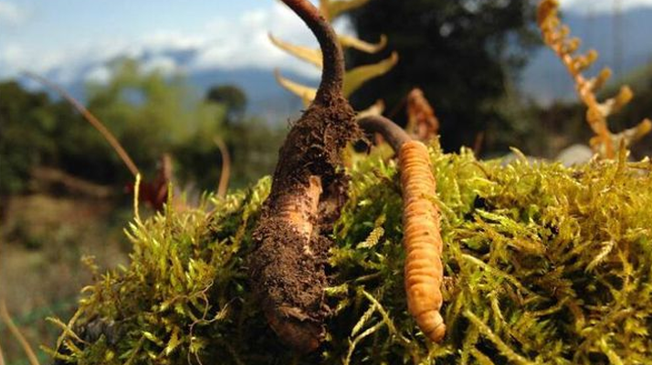 如何挑選新鮮冬蟲夏草?掌握這幾個關(guān)鍵要點(diǎn)