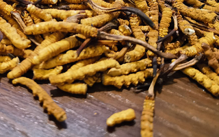 天然冬蟲夏草多少錢一克？