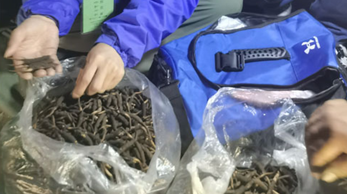 <a href=http://m.ddhuz.com/xinxian/ target=_blank class=infotextkey>新<a href=http://m.ddhuz.com/xinxian/ target=_blank class=infotextkey>鮮冬蟲夏草</a></a>的正確食用指南