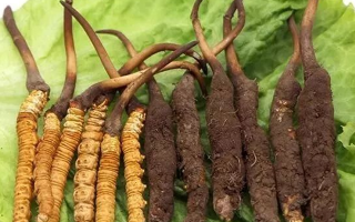 新鮮冬蟲夏草的科學(xué)存放指南