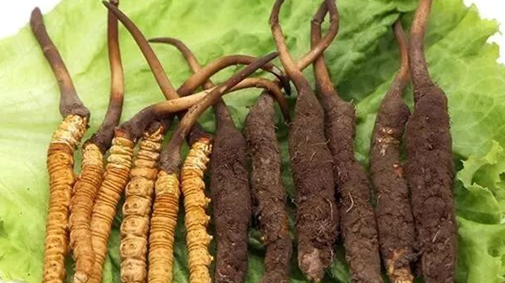 吃新鮮冬蟲夏草后拉肚子？原因與應(yīng)對方法解析