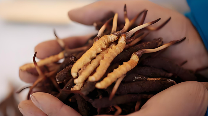 小孩可以喝冬蟲夏草嗎？科學(xué)看待兒童滋補問題