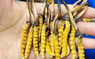 新鮮冬蟲夏草冷凍保存指南：鎖住營養(yǎng)的科學方法