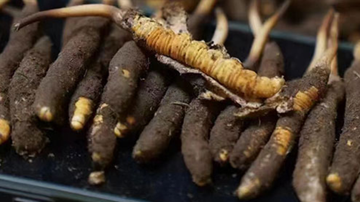 冬蟲夏草適合哪些人群？精準滋補指南