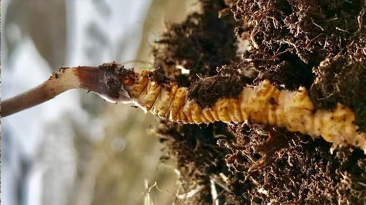 新鮮<a href=http://m.ddhuz.com/s/yscc/ target=_blank class=infotextkey>玉樹冬蟲夏草</a>的科學(xué)保存方法