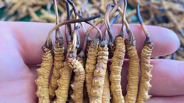 “比挖蟲草更重要的是保護(hù)草地！”——走進(jìn)青藏高原冬蟲夏草采挖季