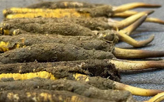 新鮮冬蟲夏草可以泡水喝嗎？正確方法與功效解析