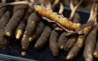 冬蟲夏草適合哪些人群？精準滋補指南