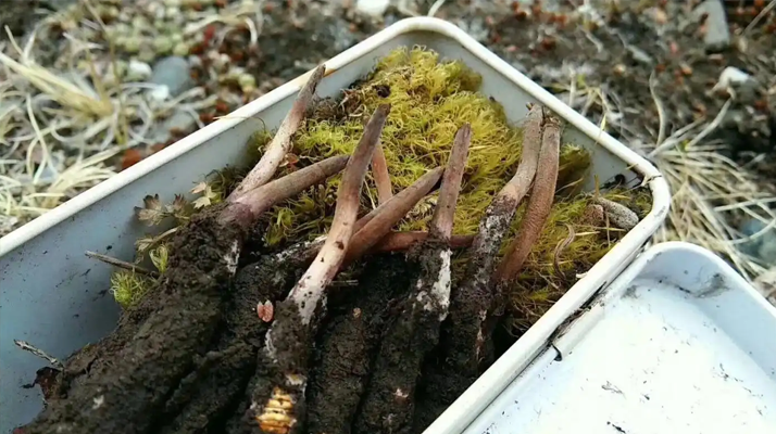 鮮冬蟲(chóng)夏草好壞鑒別指南:6 大核心挑選技巧