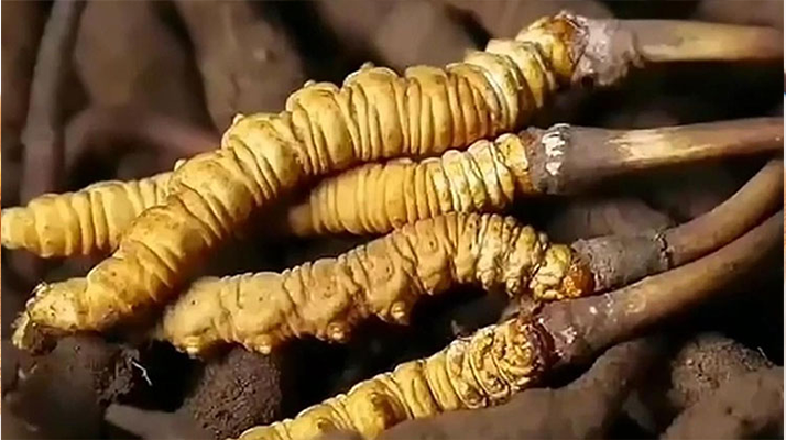 鮮享自然饋贈(zèng):種植鮮冬蟲(chóng)夏草的科學(xué)食用指南