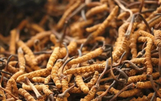 冬蟲夏草燉鴿子：秋冬滋補的經(jīng)典藥膳