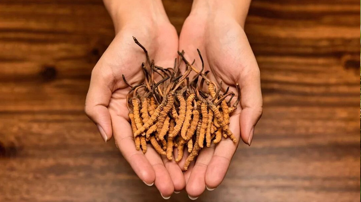 冬蟲夏草:獨特的蟲菌復合體品種