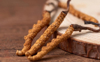 吃冬蟲夏草的好處有哪些？科學解讀這株"雪山黃金"的養(yǎng)生價值