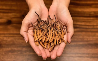 去哪里買真冬蟲夏草？揭秘正品蟲草的可靠購買渠道