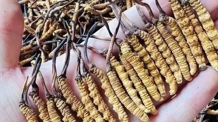 冬蟲(chóng)夏草價(jià)格解析：一斤究竟多少錢(qián)？